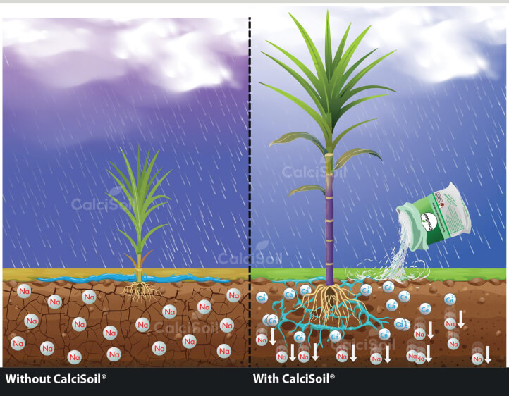 التوازن الملحي الجيد بالتربة عند التخلص من الأملاح الذائبة1. معالجة ملوحة التربة