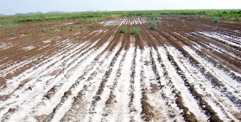 تأثير الجبس على تحسين التربة الصوديومية. معالجة ملوحة التربة/جبس زراعي في الإمارت