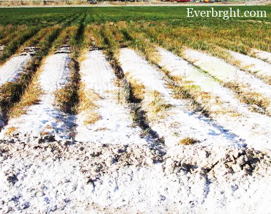 تأثير الجبس الزراعي على ملوحة ودرجة pH التربة. معالجة ملوحة التربة/ علاج ملوحة التربة/ جبس زراعي في الإمارت