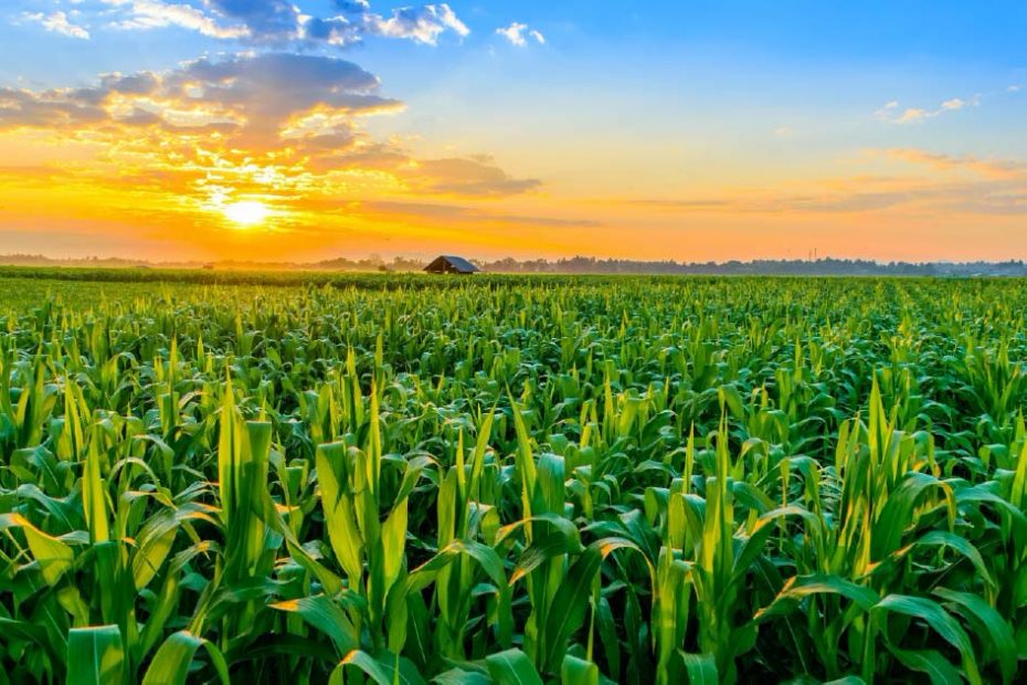 تأثير استخدام جبس زراعي في تحسين كمية النیتروجین، الفوسفور، والبوتاسيوم في الأوراق والبذور في ظروف إجهاد ملحي.