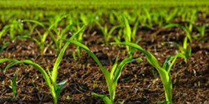 تأثير استخدام الجبس الزراعي في تحسين كمية النیتروجین، الفوسفور، والبوتاسيوم في الأوراق والبذور في ظروف الإجهاد الملحي.