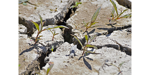 تأثير الجبس على تقليل تآكل التربة/ جبس زراعي في الإمارت