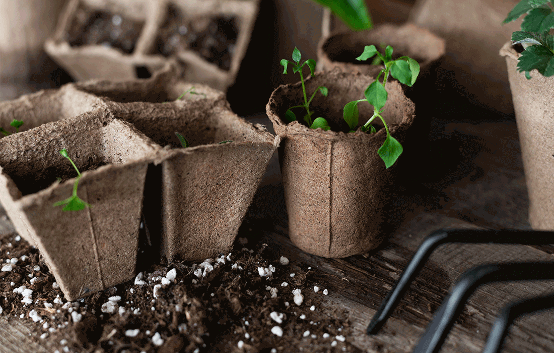 تأثير بيرلايت بستاني على نمو النباتات