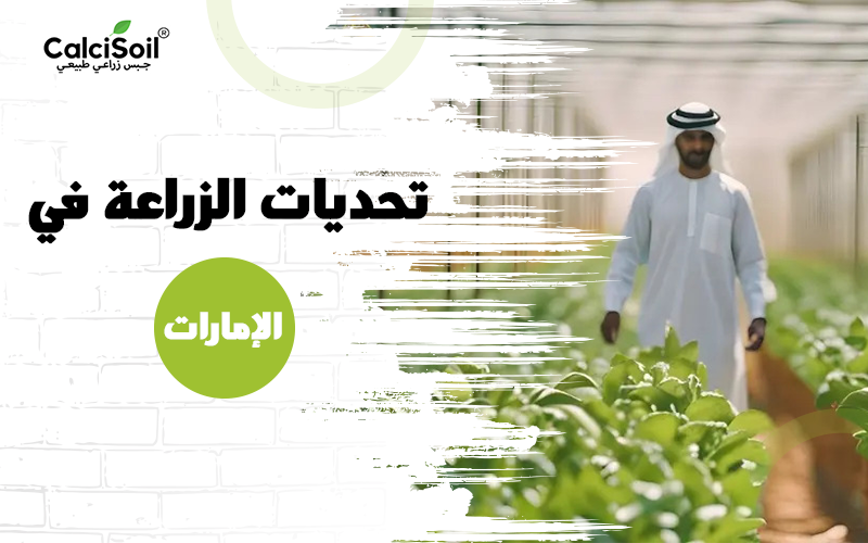 تحديات الزراعة في الإمارات