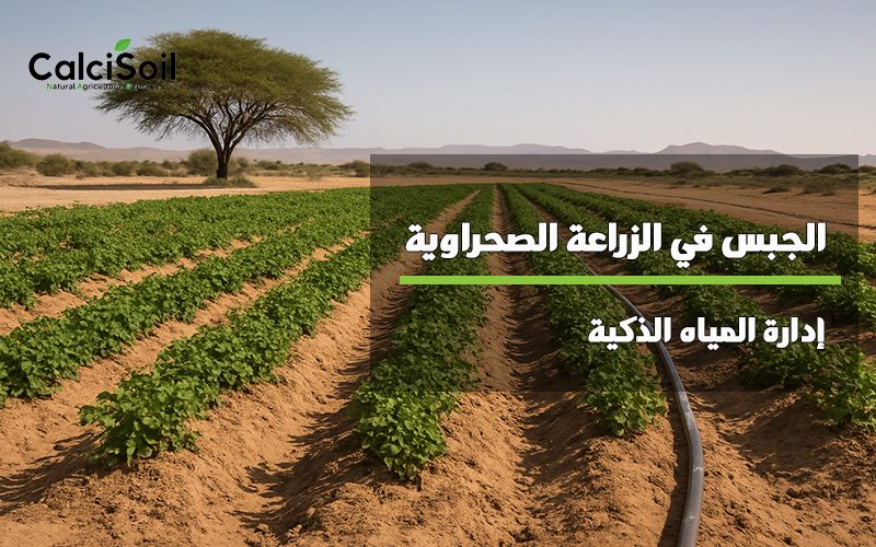 الجبس الزراعي في الزراعة الصحراوية