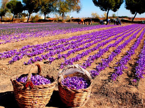 Application of agricultural gypsum in saffron fields