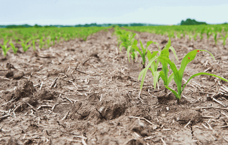 Horticultural Perlite effect on Soil Erosion