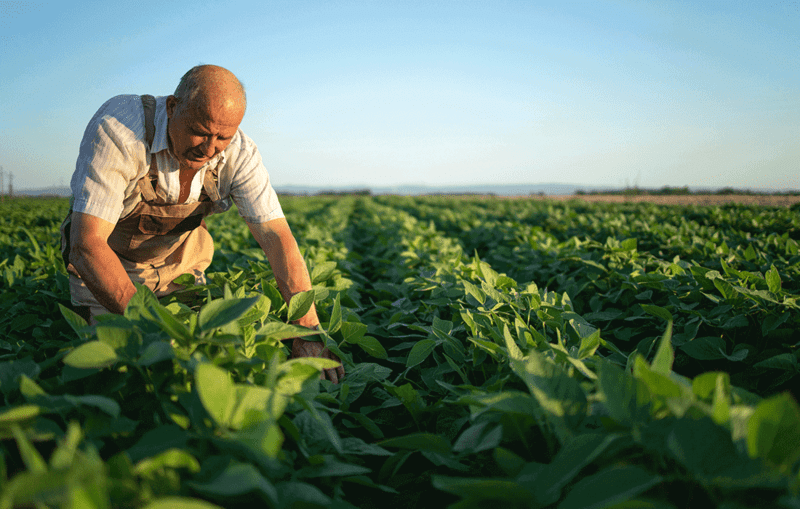 Gypsum as an agricultural amendment