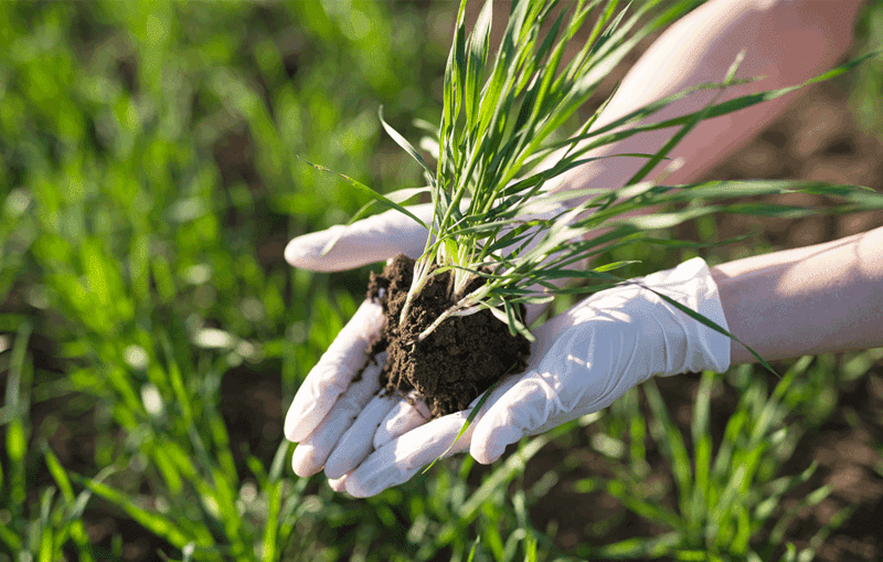 calcium sulfate fertilizer benefits