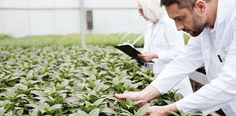 Modern techniques used in UAE for farming challenges