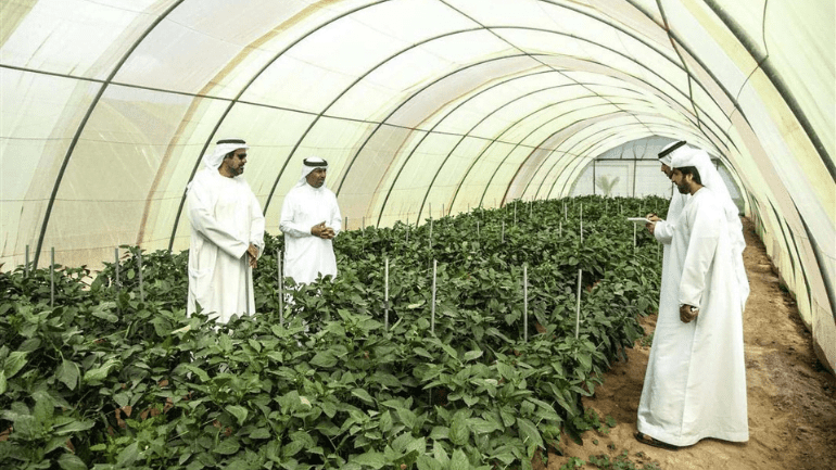 Most challenging crops to grow in UAE