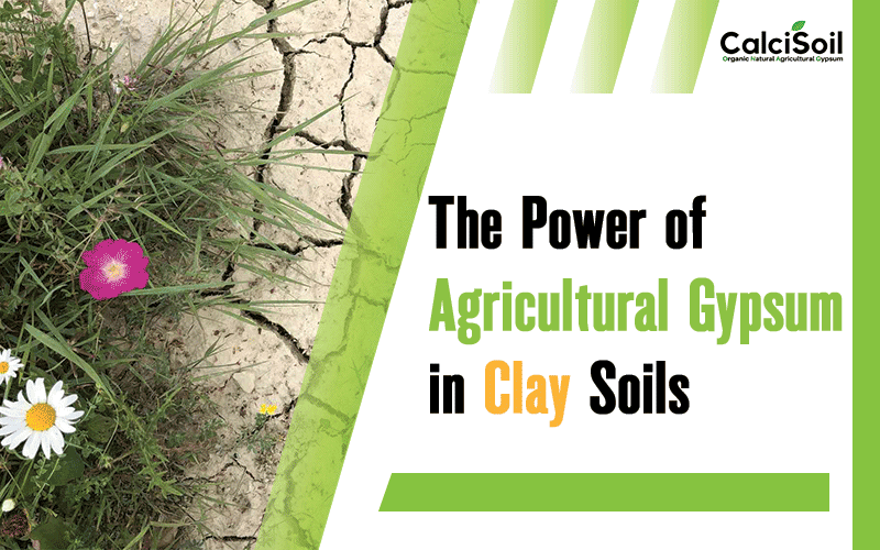 The Power of Gypsum in Clay Soils