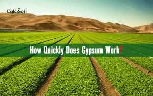 How Quickly Does Gypsum Work? Timelines for Soil and Crop Improvements