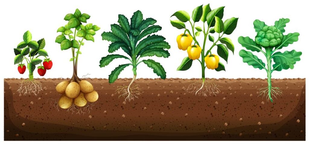 vector many kinds of vegetables planting on ground