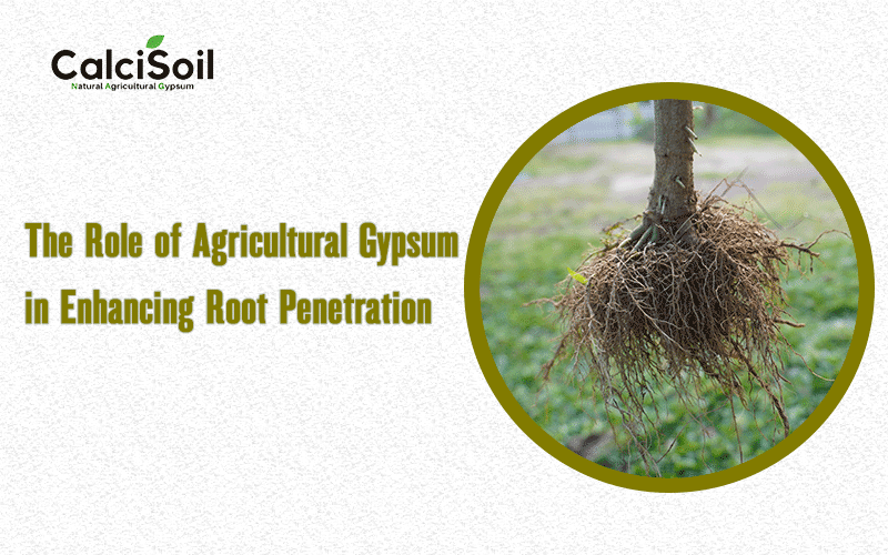 The Role of Agricultural Gypsum in Enhancing Root Penetration