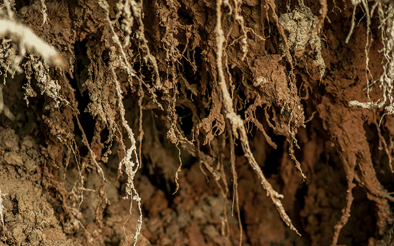 root