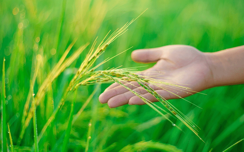 gypsum Effects on Wheat Yields