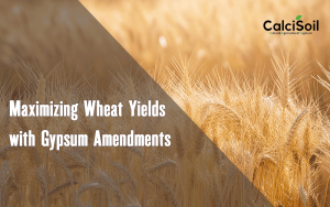 Maximizing Wheat Yields with Gypsum Amendments