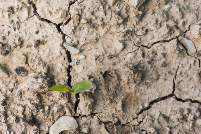 Gypsum Improve Soil Structure