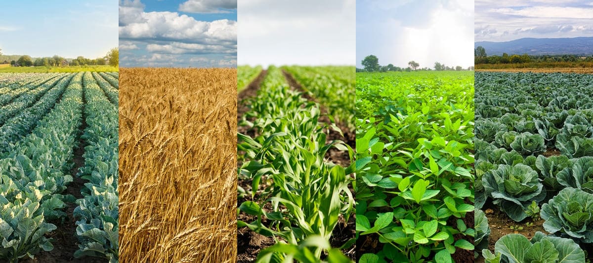 Agricultural Gypsum Application For Different Crops 2 different kinds of crops/ agricultural gypsum