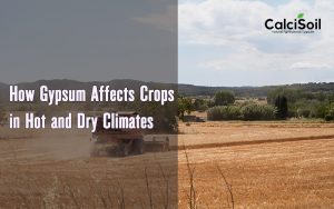 How Gypsum Affects Crops in Hot and Dry Climates