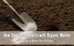 How Gypsum Interacts with Organic Matter: A Guide to Better Soil Structure