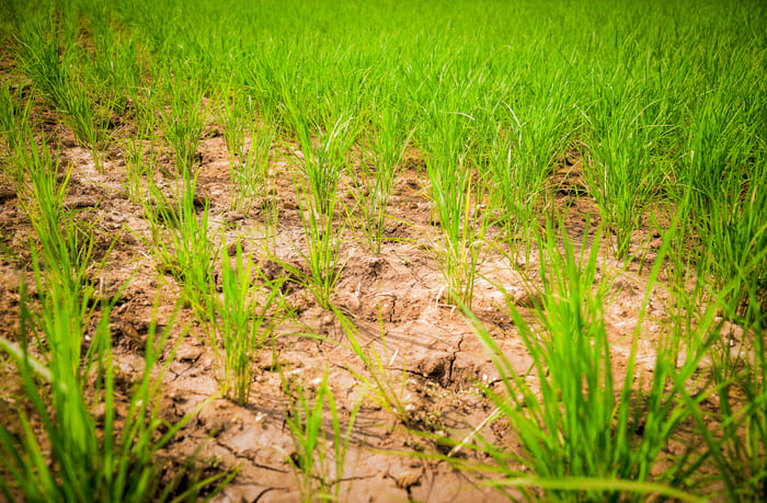 no till agriculture