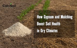 How Gypsum and Mulching Boost Soil Health in Dry Climates
