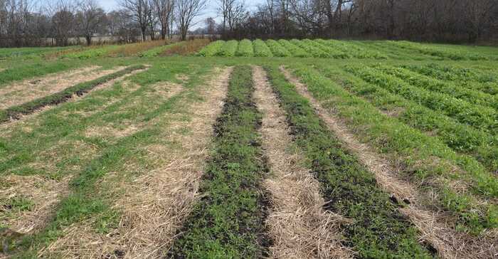 Cover Crops