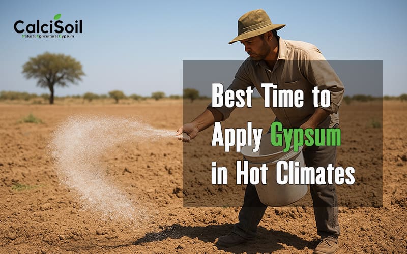 Best Time to Apply Gypsum in Hot Climates 1 Best Time to Apply Gypsum in Hot Climates