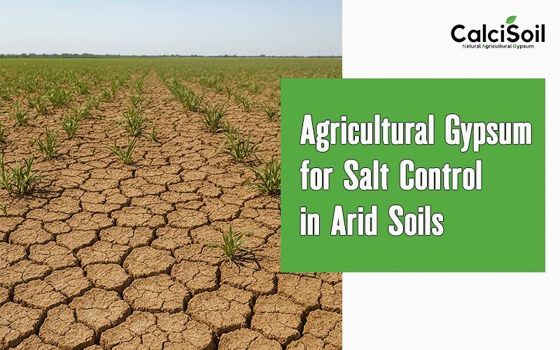 Agricultural Gypsum for Salt Control in Arid Soils