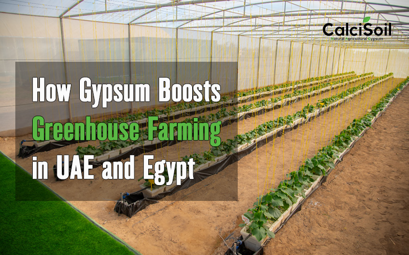 How Gypsum Boosts Greenhouse Farming in UAE and Egypt
