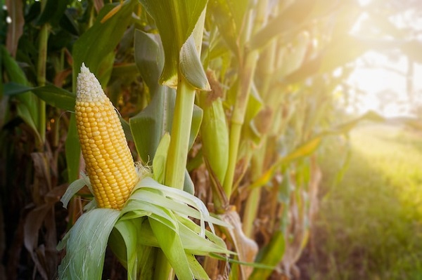 agricultural gypsum in corn farm